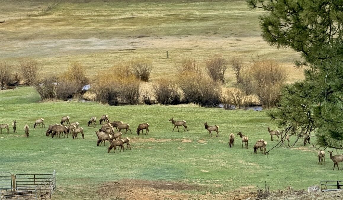 Elk herd in the meadow